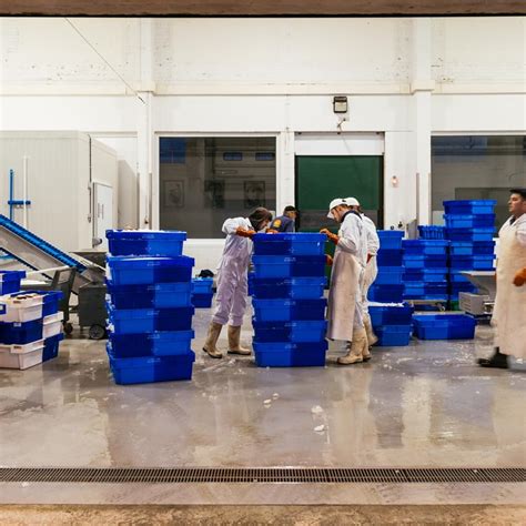 marché nieuwpoort|Visit Fish Market in Nieuwpoort 